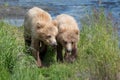 Two Alaskan brown bear cubs Royalty Free Stock Photo