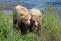 Two Alaskan brown bear cubs Royalty Free Stock Photo