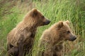 Two alaskan brown bear cubs Royalty Free Stock Photo