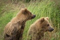 Two alaskan brown bear cubs Royalty Free Stock Photo