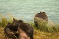 Two Alaskan Brown Bear siblings play fighting while the mother looks for salmon, Chilkoot River