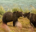 Two Alaskan Brown Bear siblings play fighting with teeth bared, Chilkoot River