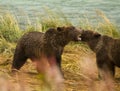 Two Alaskan Brown Bear siblings play fighting with teeth bared, Chilkoot River