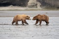 Two Alaskan brown bears face to face in McNeil River Royalty Free Stock Photo