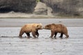 Two Alaskan brown bears face to face in McNeil River Royalty Free Stock Photo