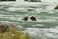 Two Alaskan Brown Bears fishing for salmon in the Chilkoot River