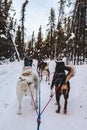 Alaskan dogs sled team in harness dog sledding during Alaska winter in the forest