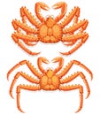 Alaskan king crab. Vector illustration