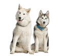 Two Alaskan Malamut, sitting and panting Royalty Free Stock Photo