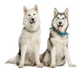 Two Alaskan Malamut, sitting and panting Royalty Free Stock Photo