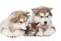 Two alaskan malamute dogs and maine coon cat together. isolated Royalty Free Stock Photo