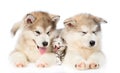 Two Alaskan malamute puppies lying with tiny kitten. isolated on white Royalty Free Stock Photo