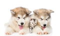 Two Alaskan malamute puppies lying with tiny kitten. isolated on white Royalty Free Stock Photo