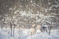 Two Alaskan Malamutes in a wintry forest