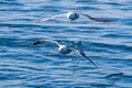 Two Albatross flying low, one drags his wing through the crest o