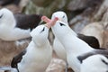 Albatross couple - family  Diomedeidae - courtship behavior on New Island, Falkland Islands Royalty Free Stock Photo