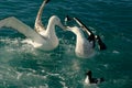 Two albatrosses are fighting while floating on the ocean Royalty Free Stock Photo