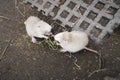 Two albino nutria fed by walkers in a park Royalty Free Stock Photo