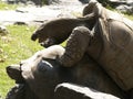 Two Aldabra Tortoises Mating 1 Royalty Free Stock Photo