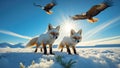 Two Arctic Foxes and Eagles Soaring in Snowy Landscape Royalty Free Stock Photo