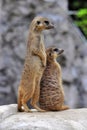 Two alert meerkats