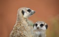 Two Alert meerkats Royalty Free Stock Photo