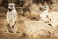 Two Alert meerkats Royalty Free Stock Photo