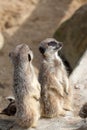 Two alert meerkats Royalty Free Stock Photo