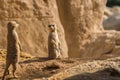 Two alert Meerkats standing looking at the horizon on guard, curious gesture Royalty Free Stock Photo