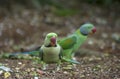 Two Alexandrine Parakeet parrots searching for food Royalty Free Stock Photo