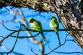 Two Alexandrine Parakeets, beautiful birds