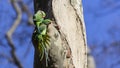 Two Alexandrine Parakeets on Tree