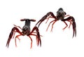 Two alive crawfish Royalty Free Stock Photo