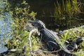 Two Alligators at Everglades National Park Royalty Free Stock Photo