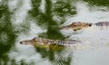 Two Alligators in green water in the rain with rain circles Royalty Free Stock Photo