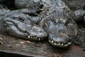 Two alligators Royalty Free Stock Photo