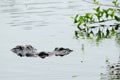 Two alligators meeting in wetlands