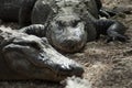 Two Alligators In the Mud Royalty Free Stock Photo