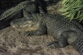 Two alligators sunning Royalty Free Stock Photo