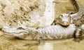 Two Alligators in the water Royalty Free Stock Photo