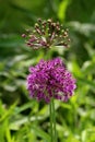 Two Allium or Ornamental onion round flower heads composed of dozens of fully open blooming and partially closed star shaped light