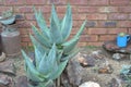 Two aloes in a rock garden Royalty Free Stock Photo