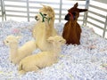 Two Alpaca with Cria Royalty Free Stock Photo