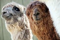 Two Alpacas