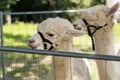 Two alpacas as a portrait