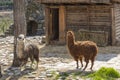 Two alpacas of different colors in the zoo`s aviary.