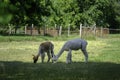 Two Alpacas Grazing