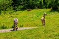 Two alpacas grazing in green alpine meadow in Switzerland