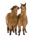 Two Alpacas looking at each other