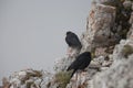 Two alpine choughs on a mountain rock in a dense fog, Dolomites, Italian Alps Royalty Free Stock Photo